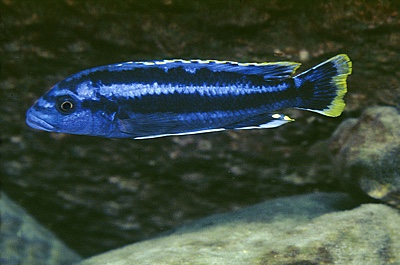 Melanochromis kaskazini 'Cape Kaiser'